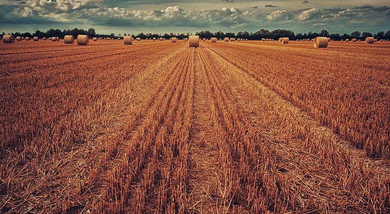 Hay rolls on a hay field on a cloudy day